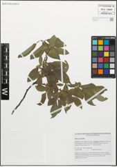 Foto von Salix myrsinifolia Salisb.